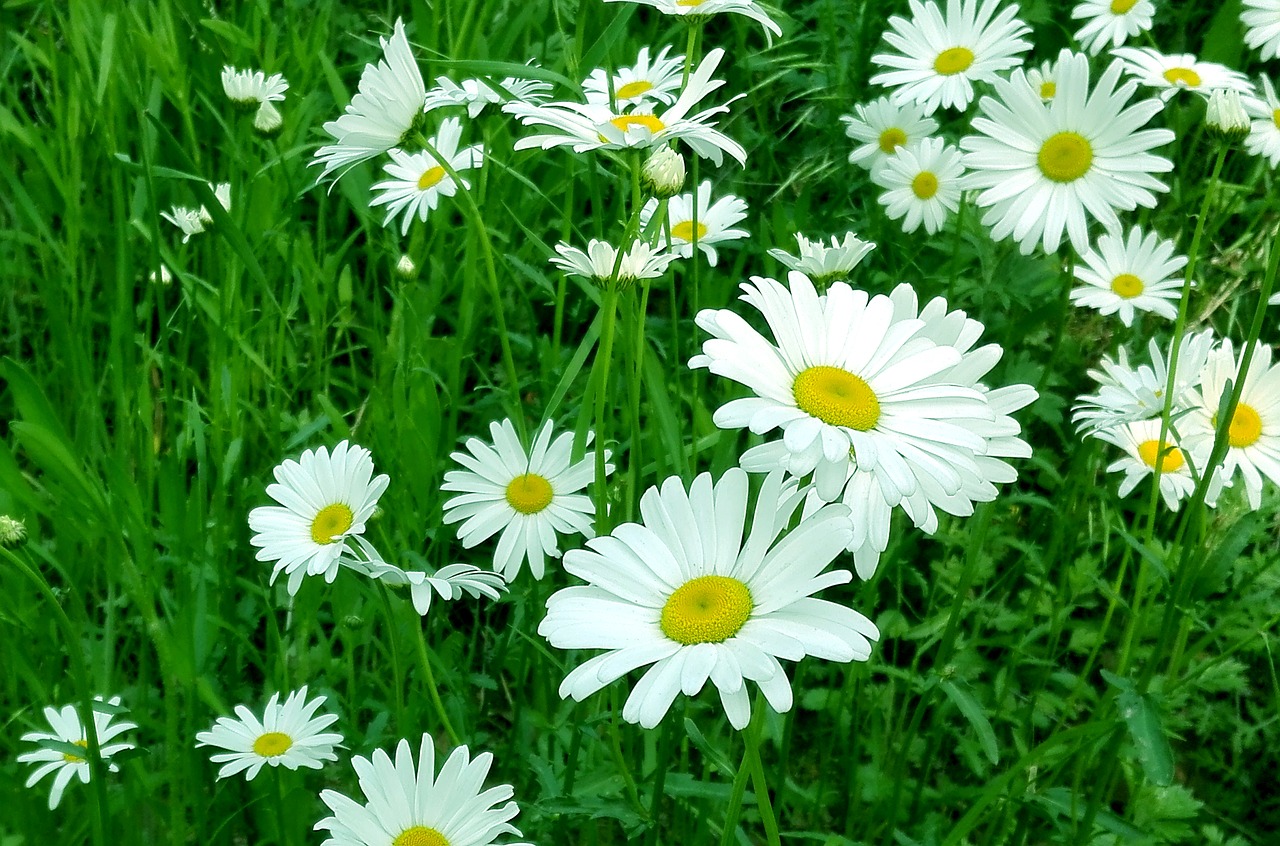 white chrysanthemum yantai flower free photo