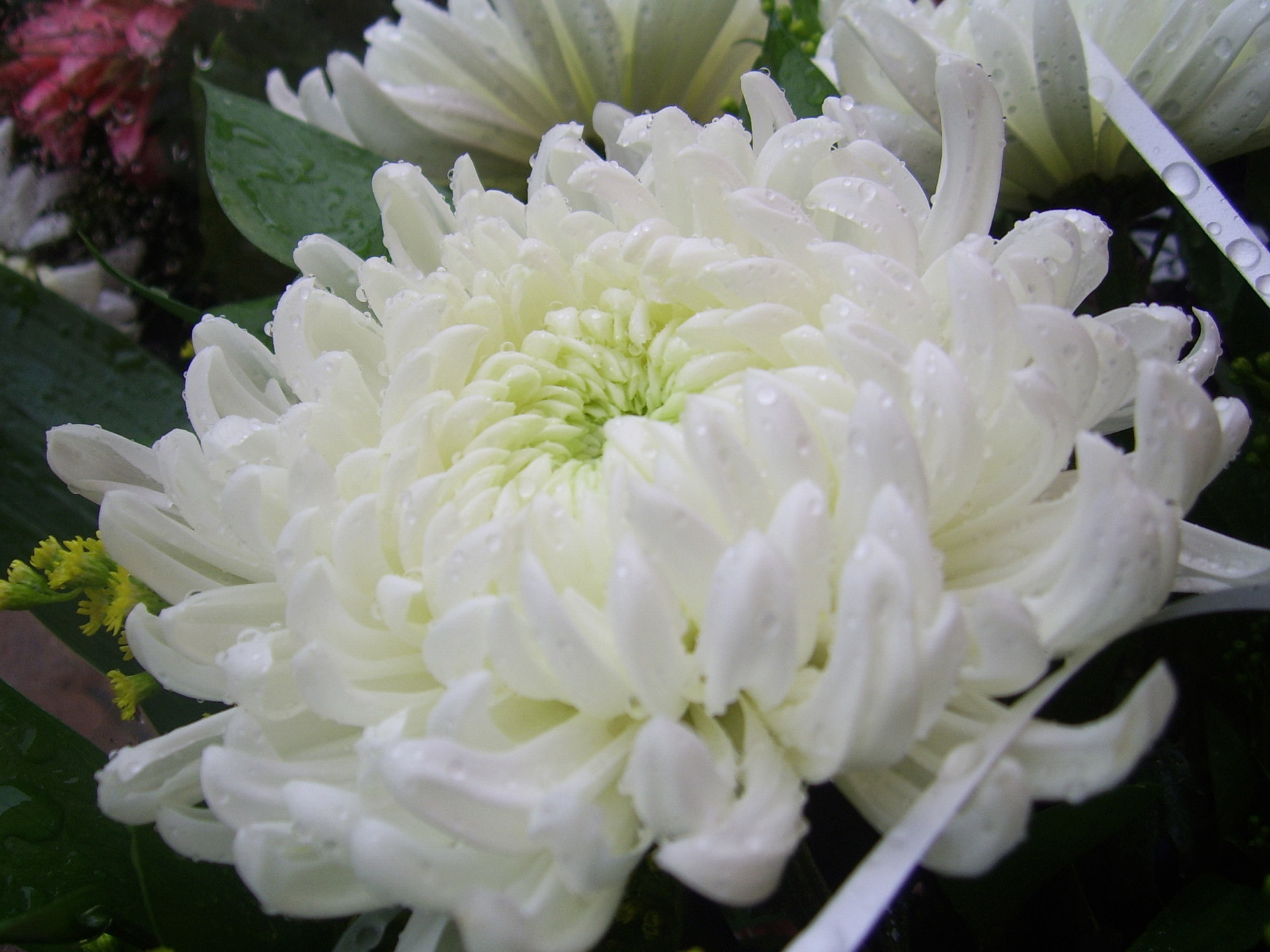 white chrysanthemum flower free photo