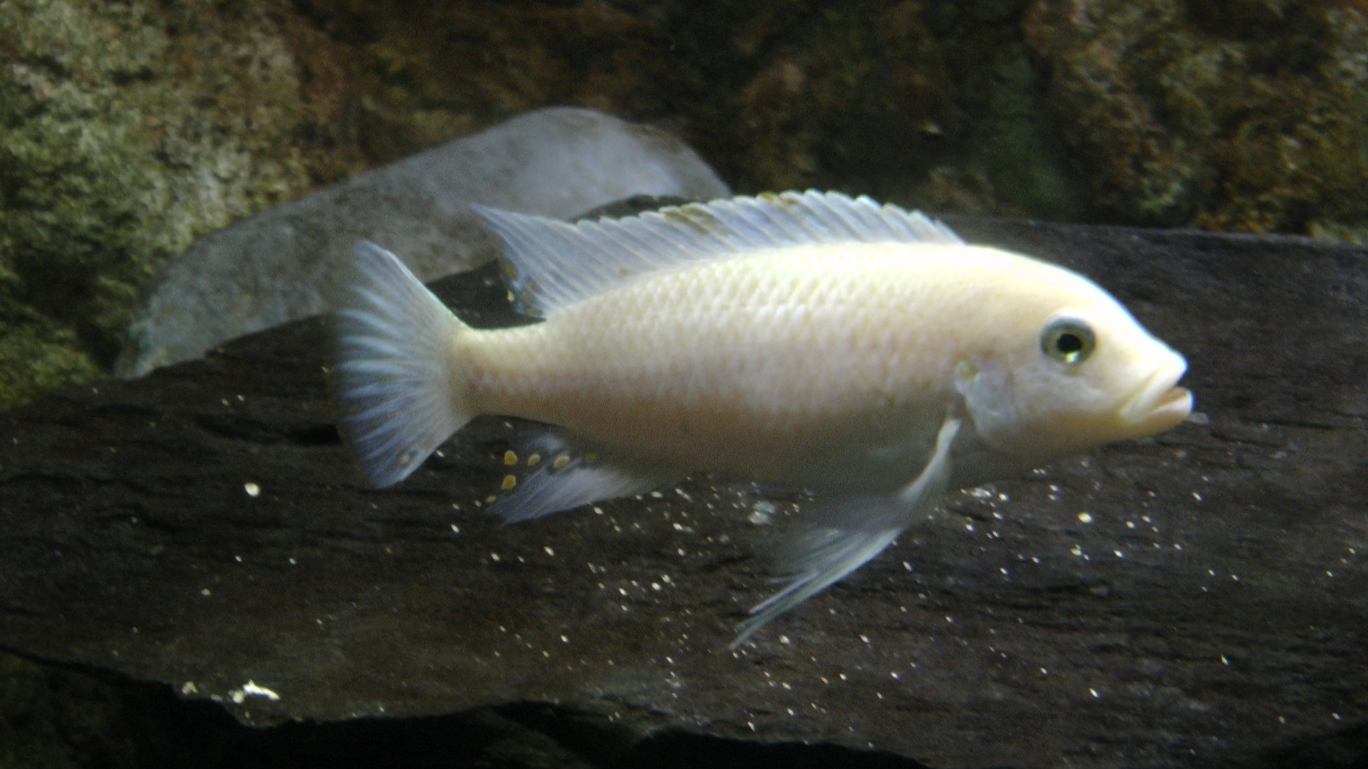 fish white cichlid fish cichlid free photo