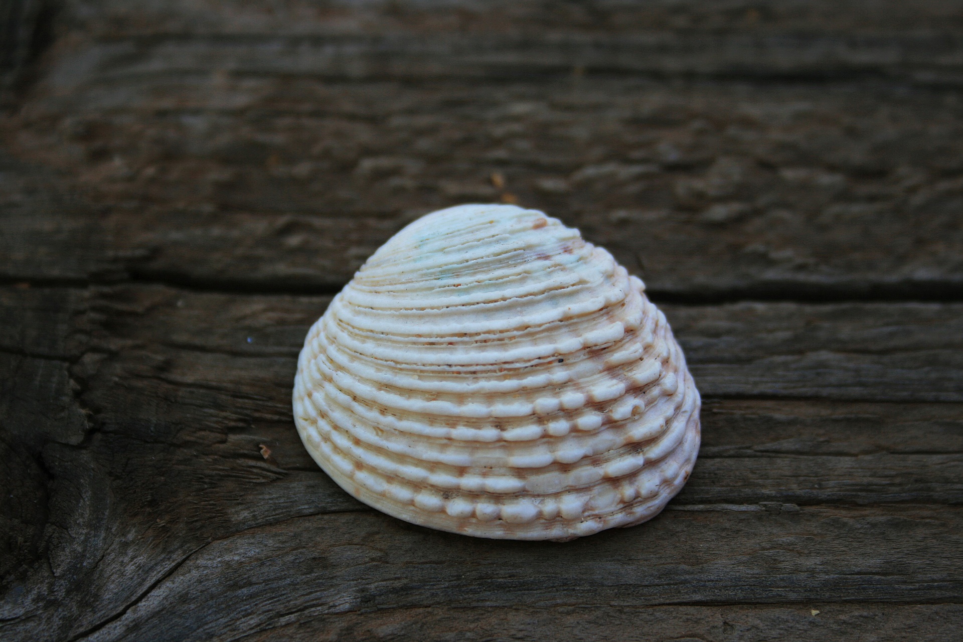 shell sea clam free photo