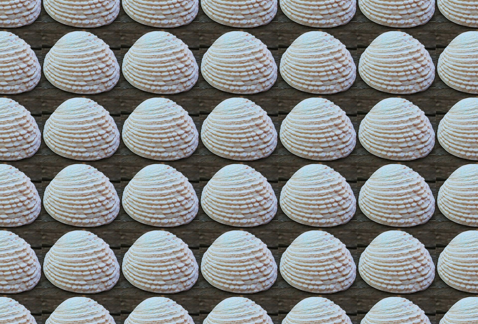 shell white clam free photo