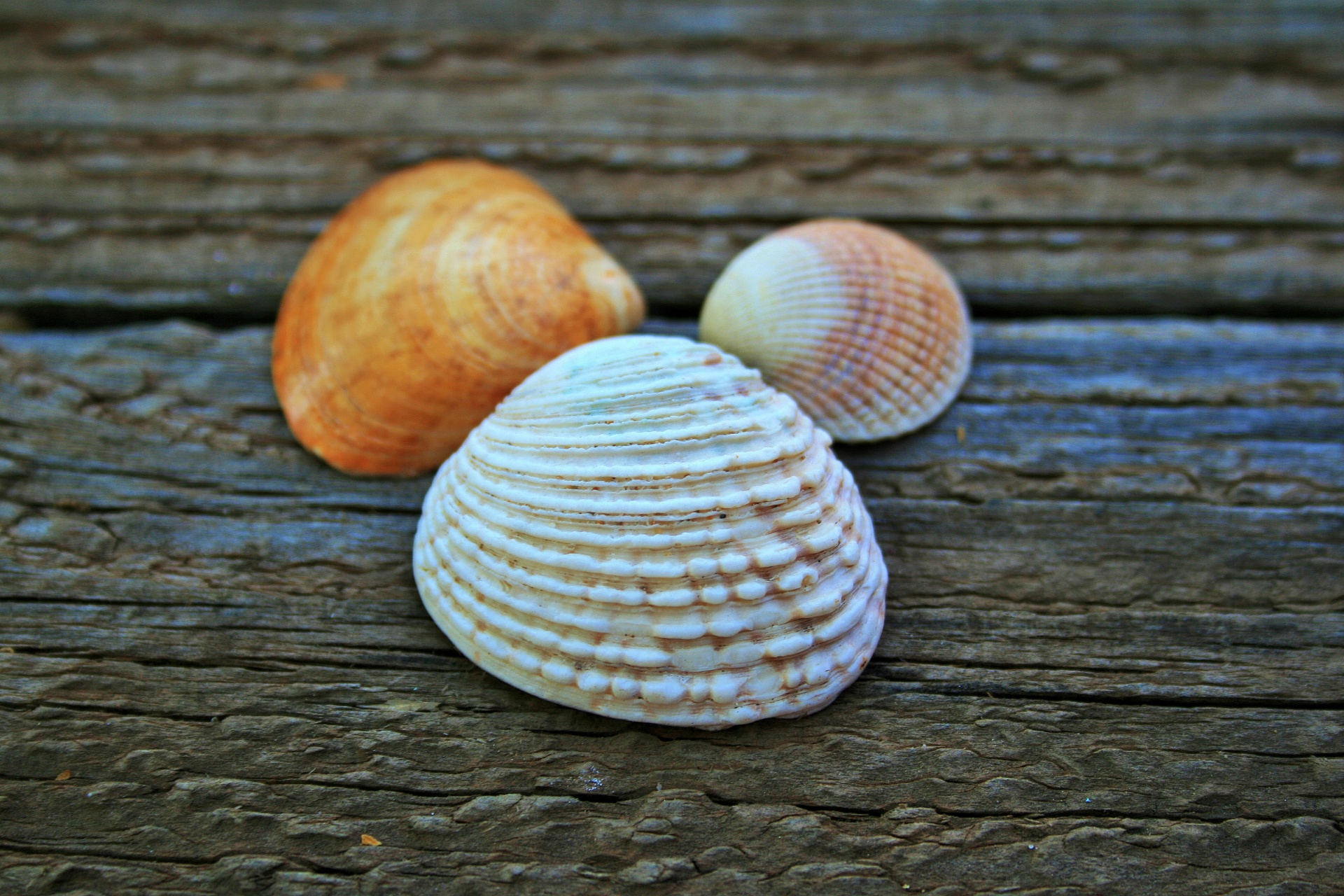 shells clam lady waiting free photo