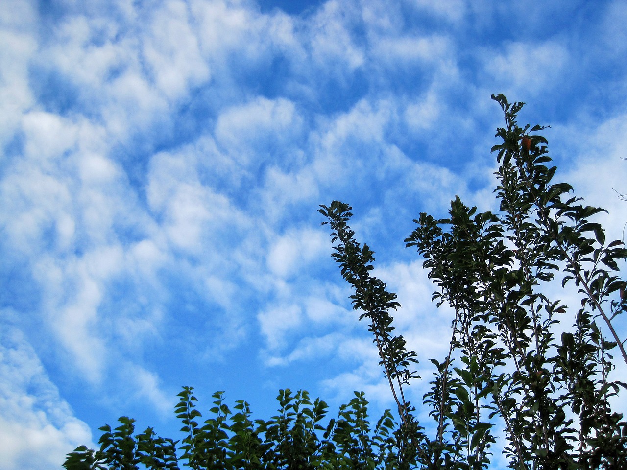 white clouds clouds white free photo