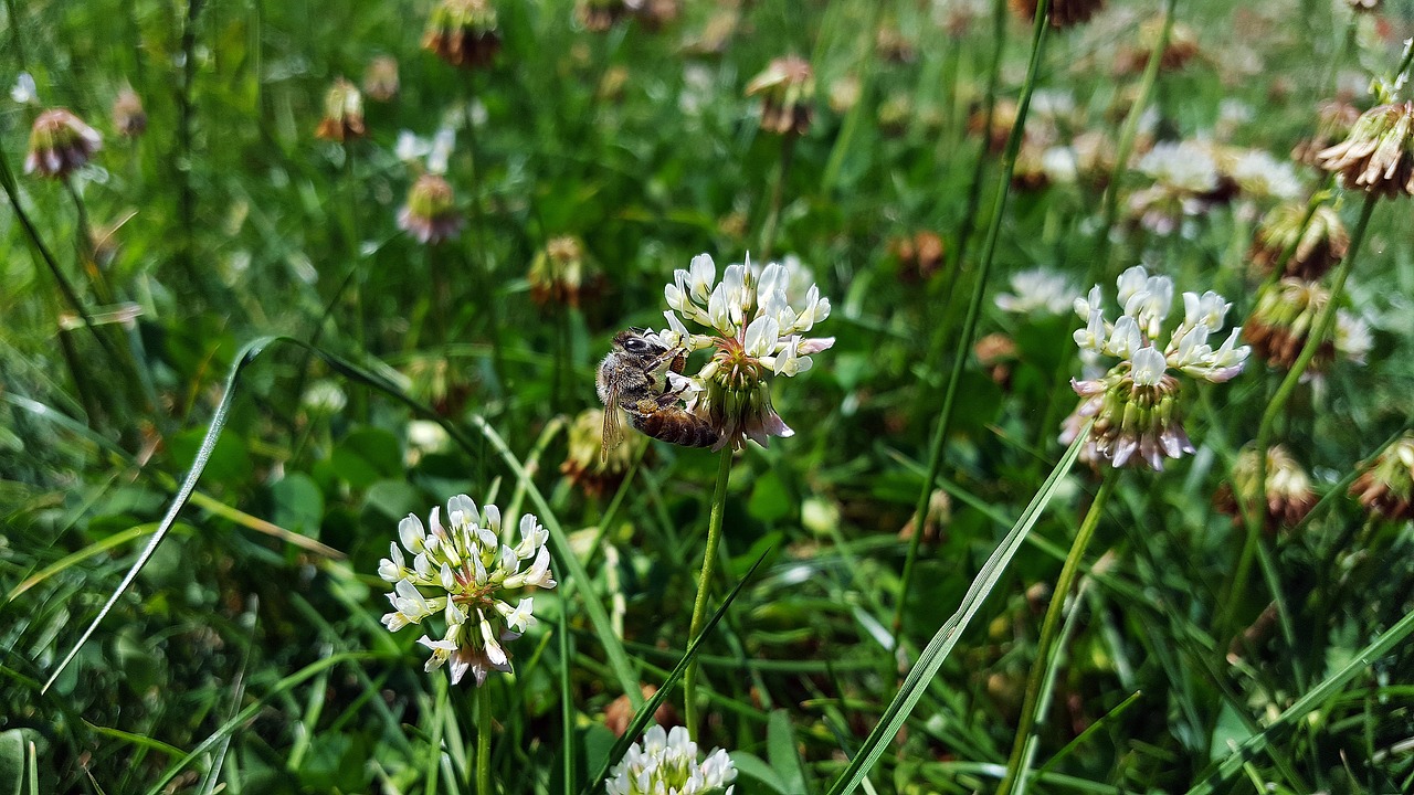 white clover bee trifolium repens free photo
