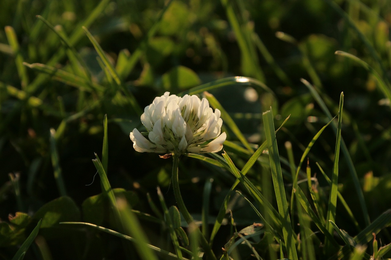 white clover trifolium repens white blossom free photo