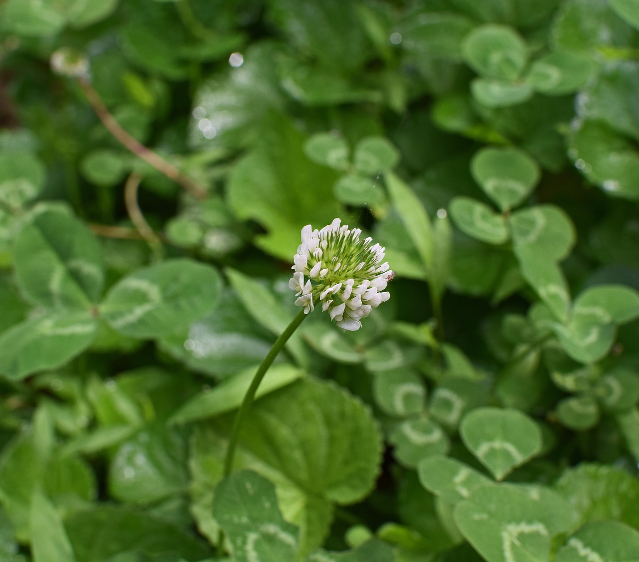 white clover  clover  blossom free photo