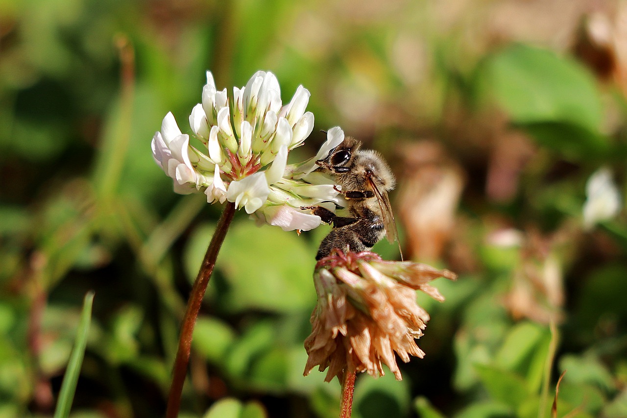 white clover  bee  honey bee free photo