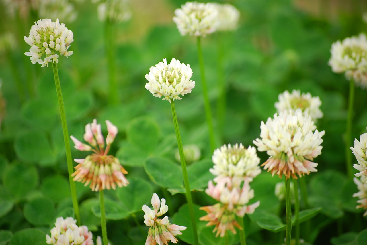 white clover clover natural free photo