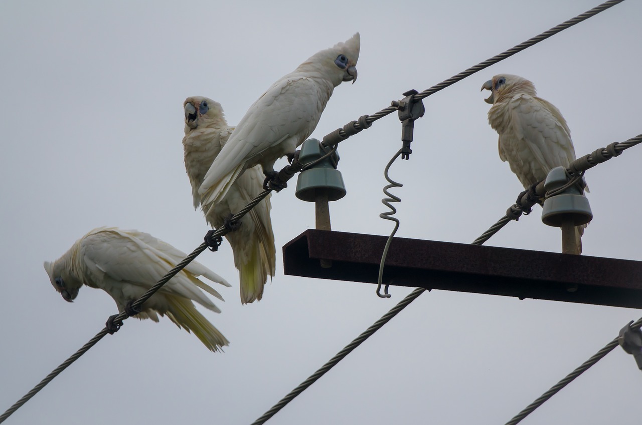 white cockatoo parrot bird free photo