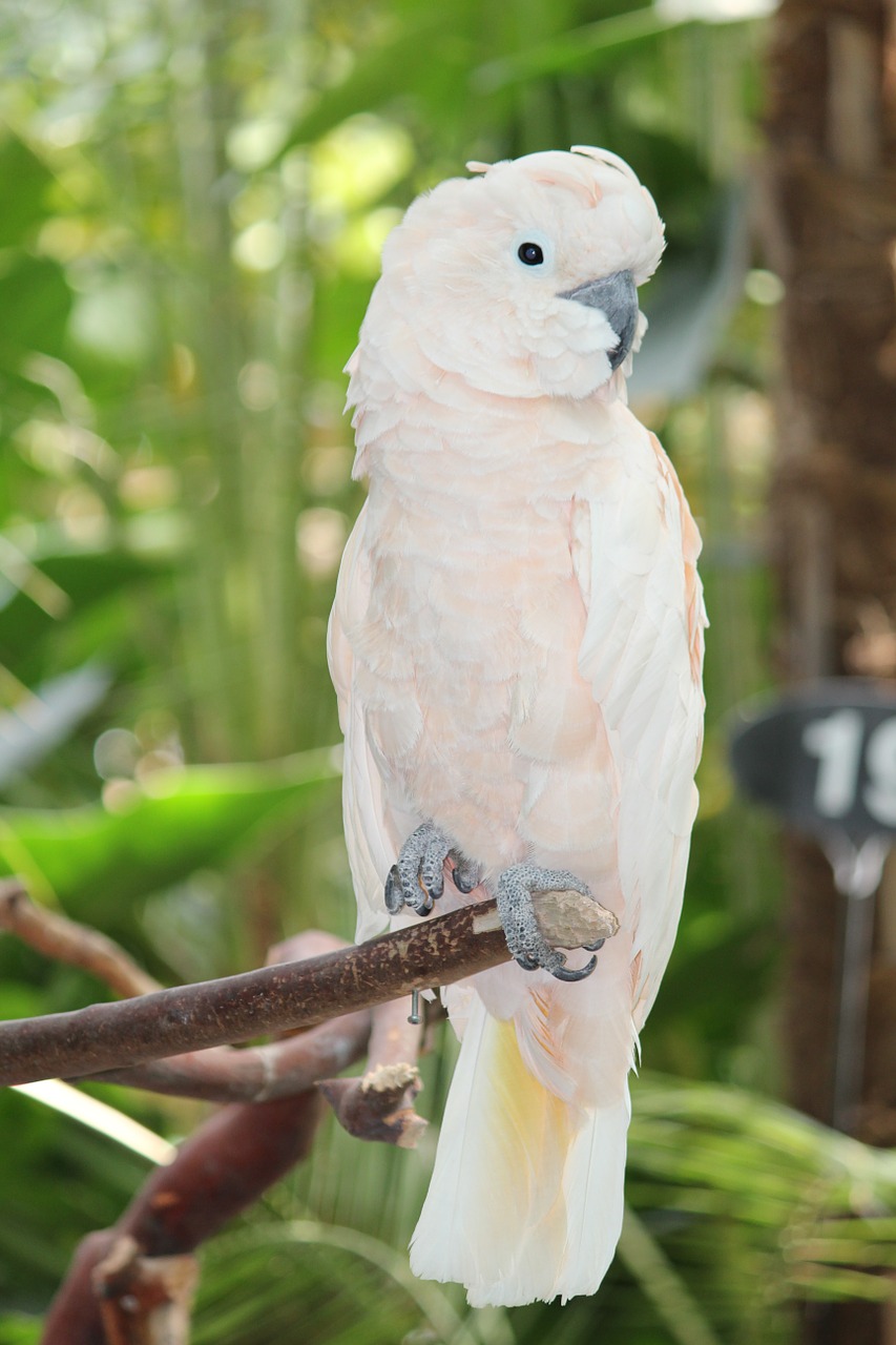 white cockatoo parrot bird free photo
