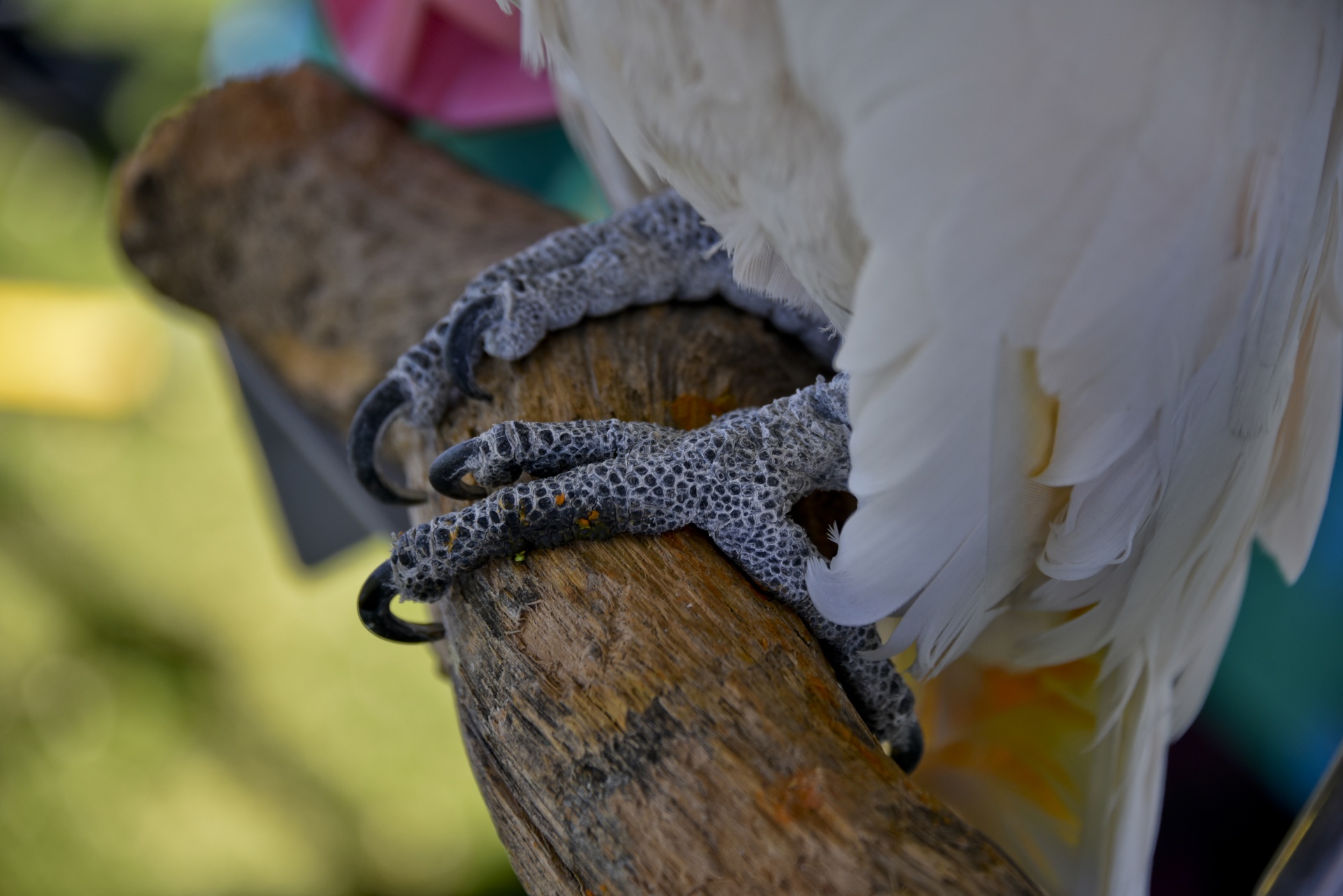 cockatoo white feet free photo
