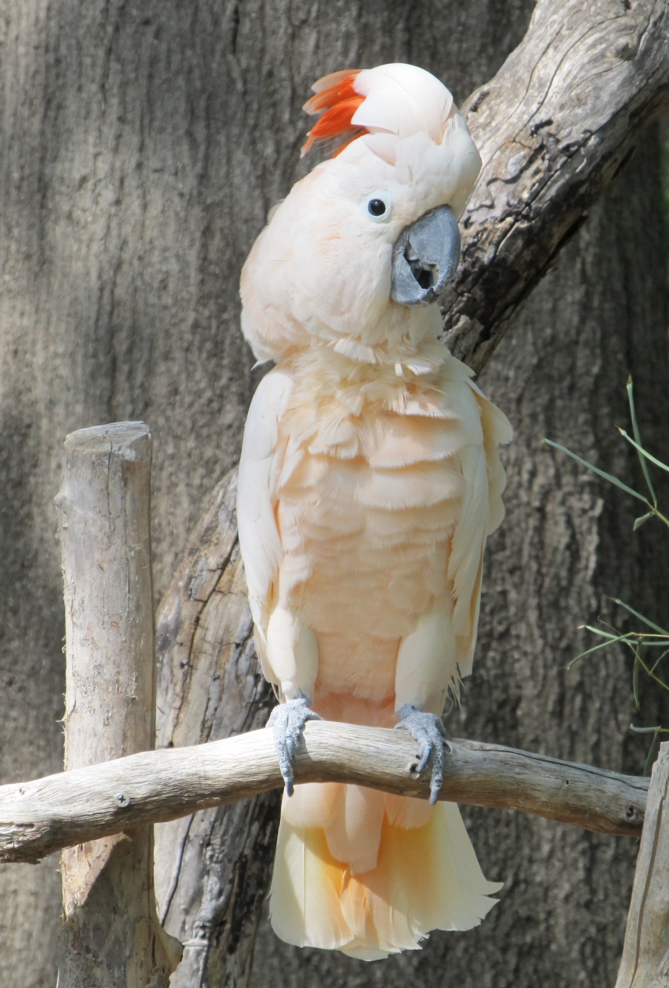 cockatoo bird exotic free photo