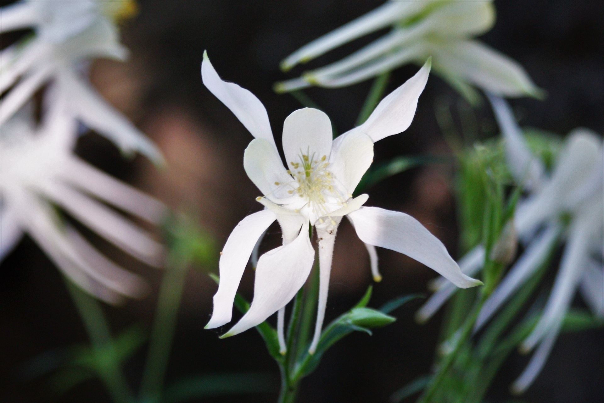 nature plants flowers free photo