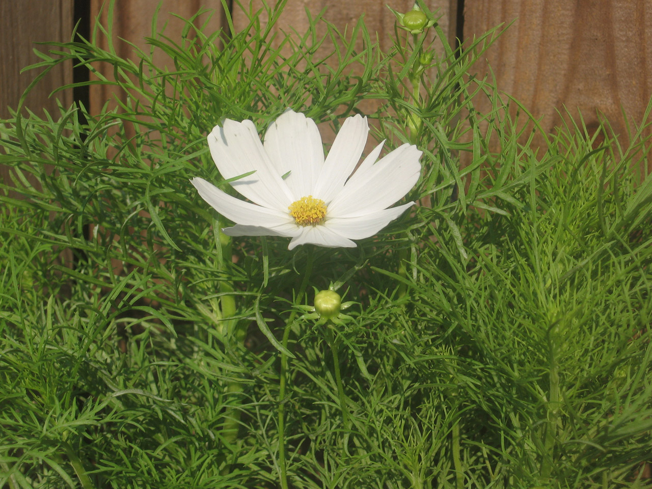 white cosmos flower free photo