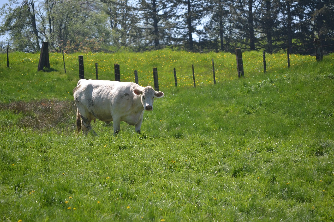 white cow  cow  field free photo