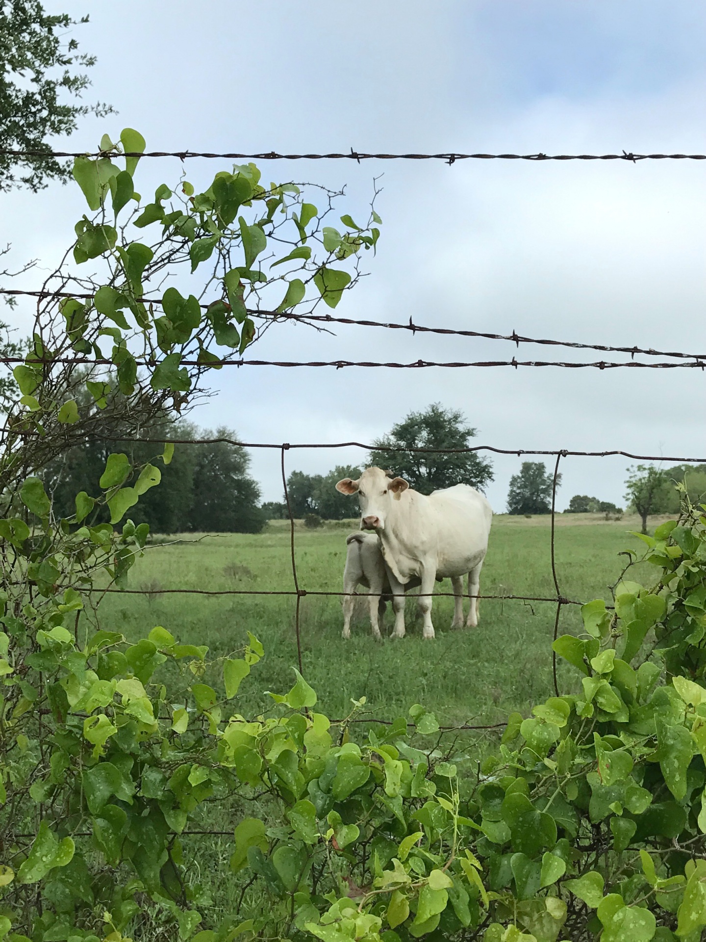 cow cows white free photo