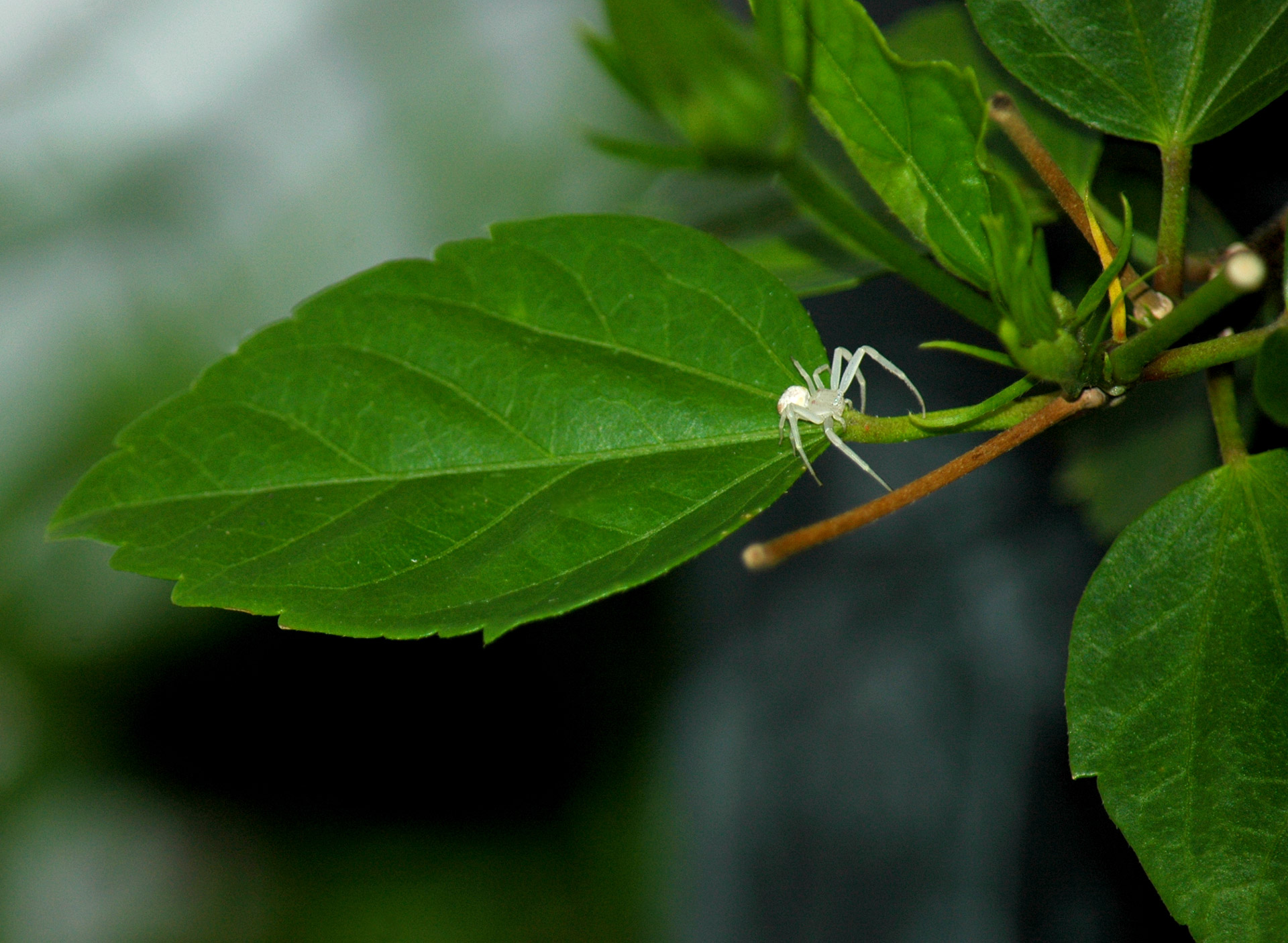 spider crab spider jumping spider free photo