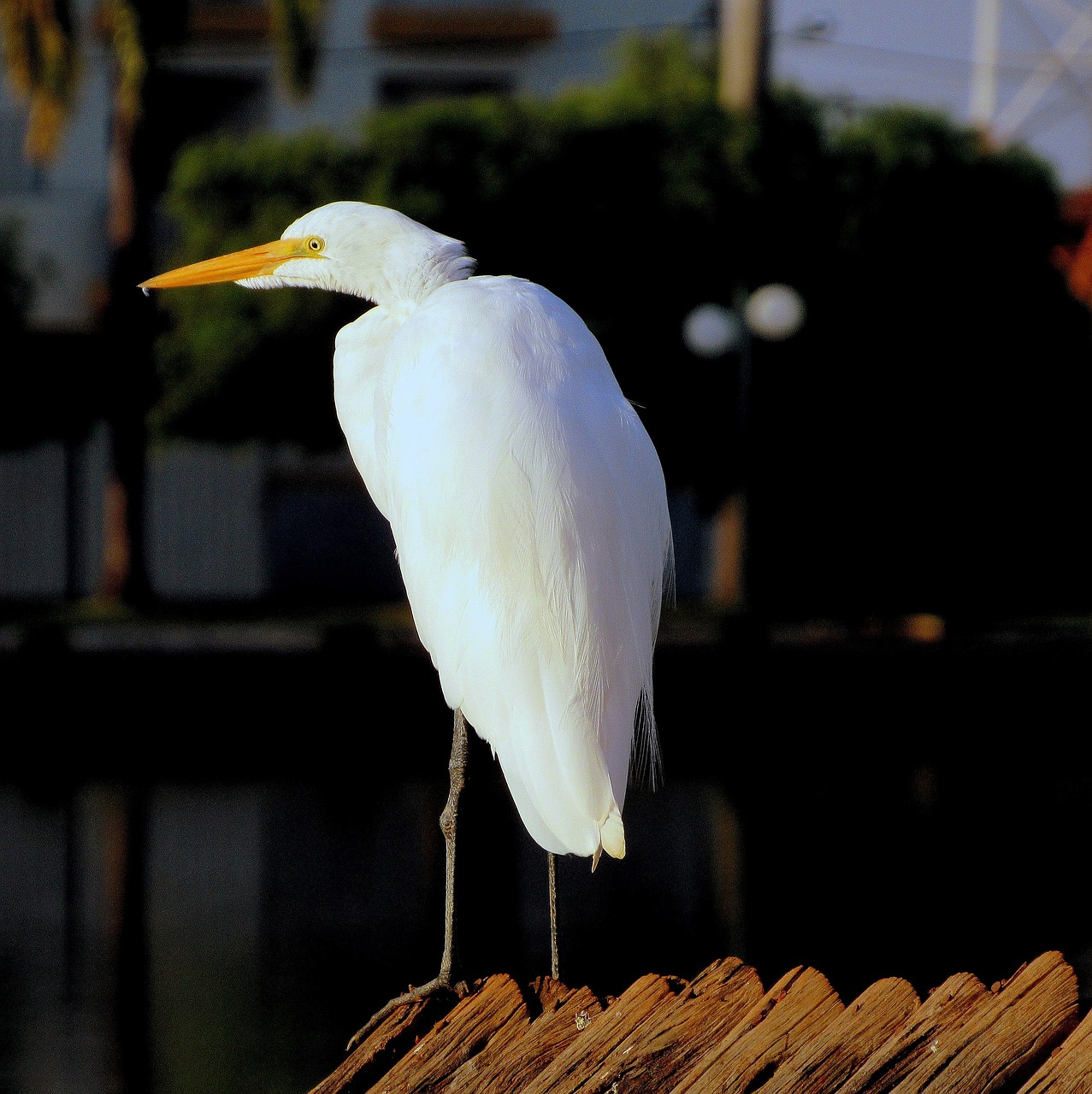 white crane bird nature free photo