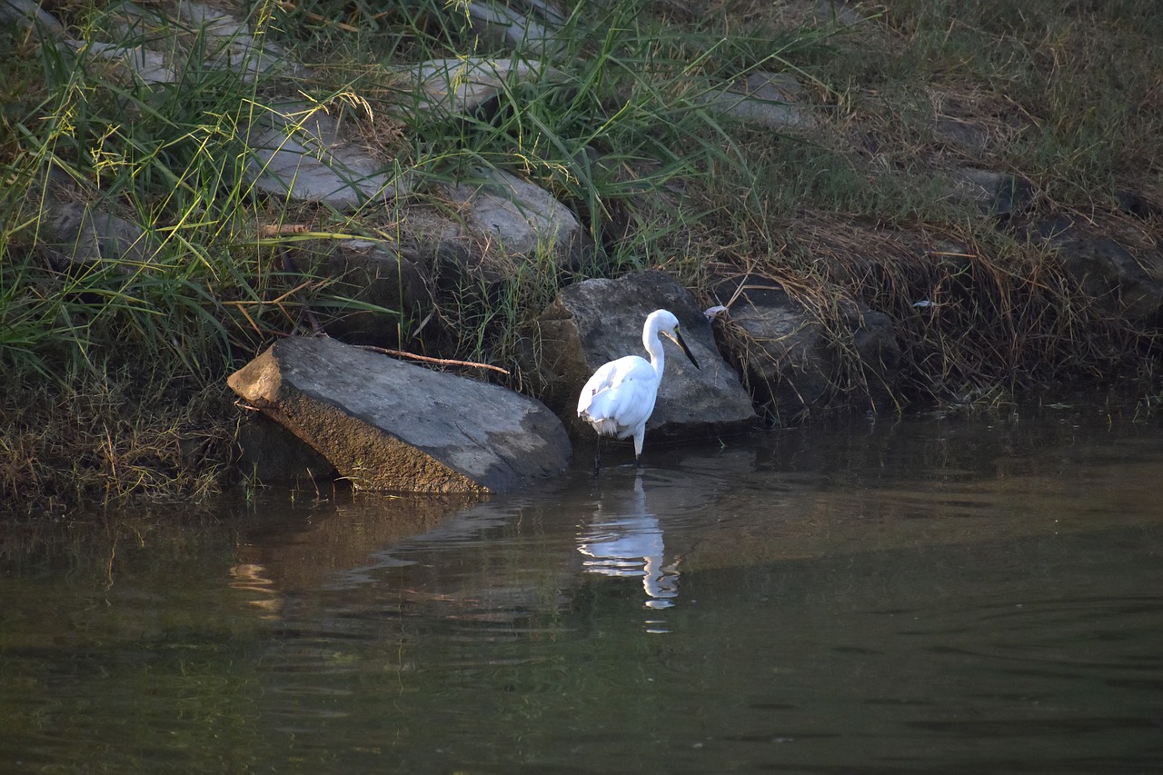 white crane fishing aquatic bird free photo