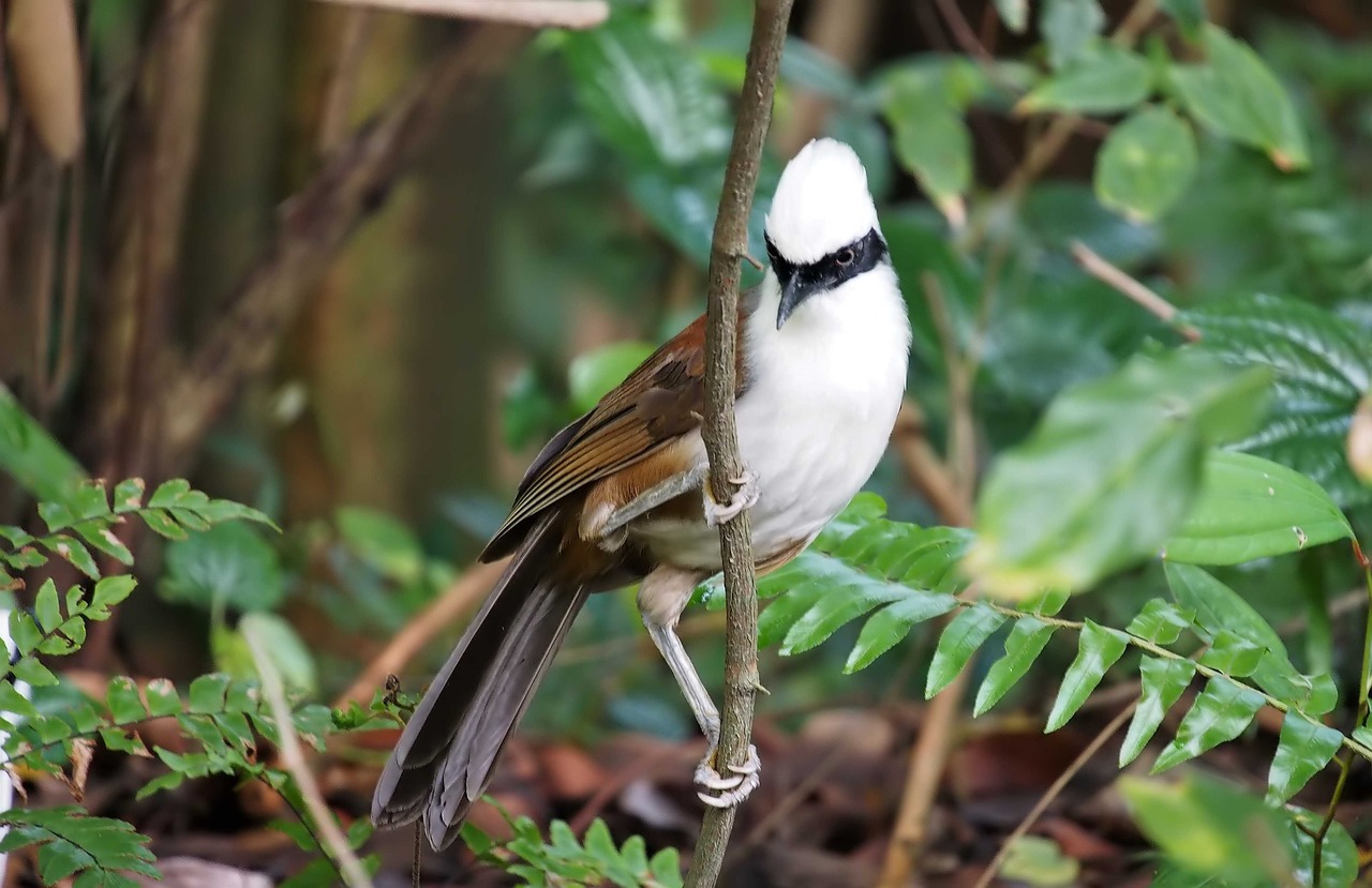 white-crested  laughing  trush free photo