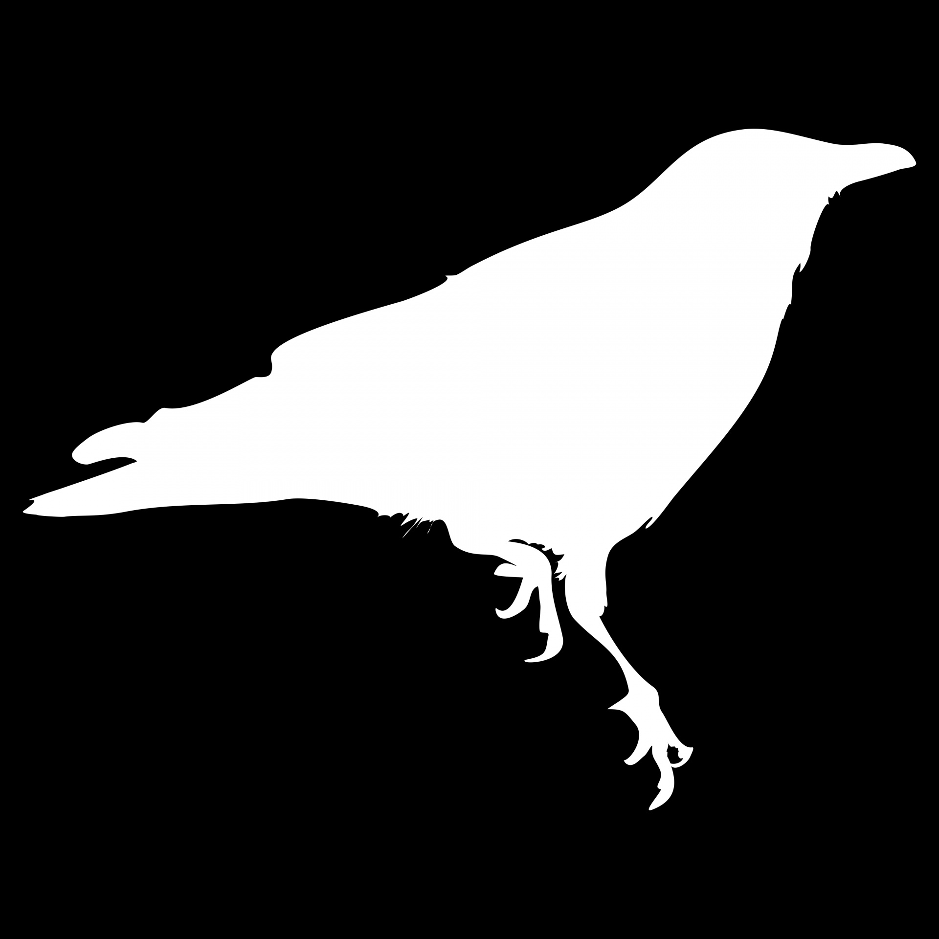 drawing white crow free photo