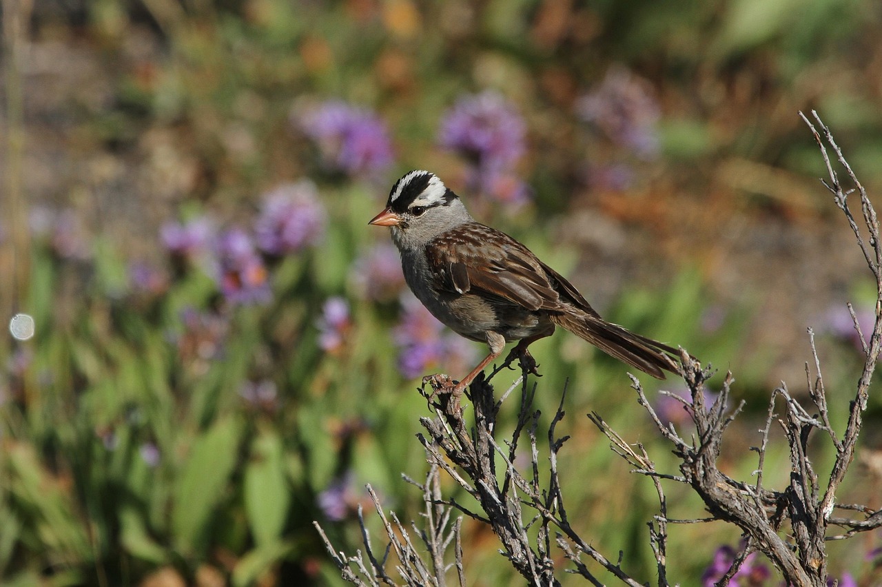 white crowned sparrow bird wildlife free photo