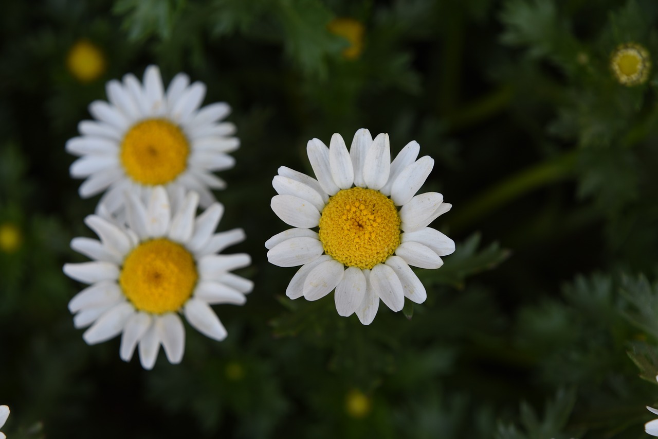 white crystal daisy nanluoguxiang spring free photo