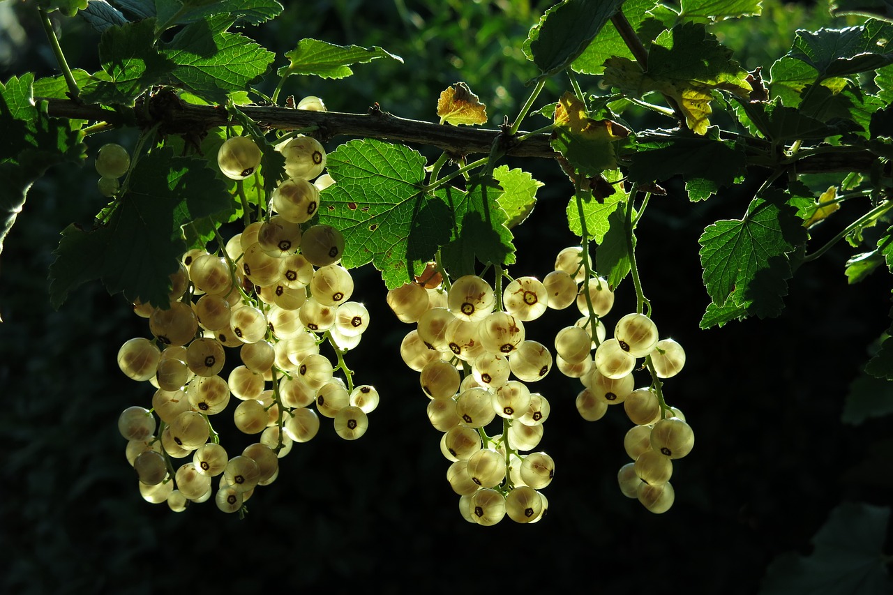 white currant  fruits  berries free photo