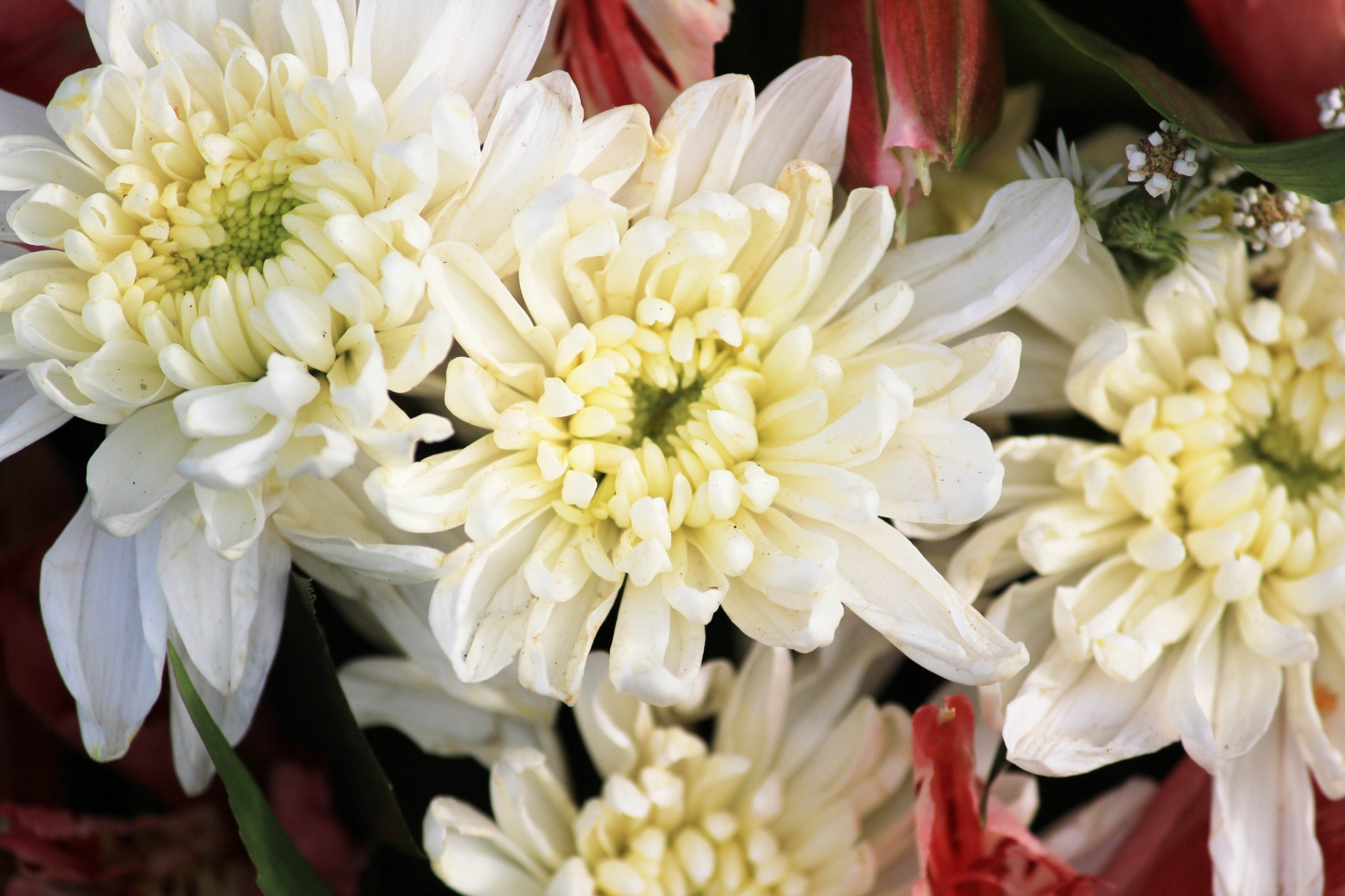 white dahlia white dahlia flowers white flowers free photo