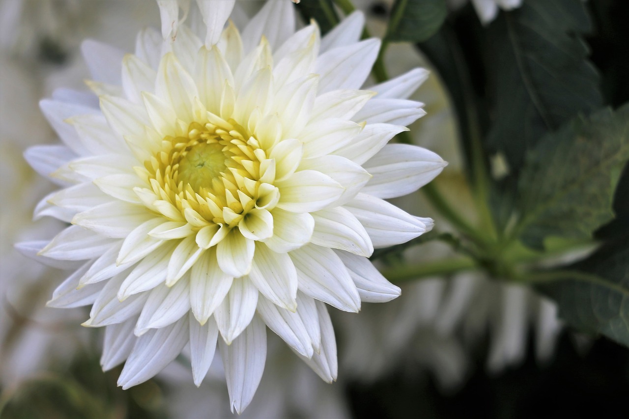 white dahlia  flower  bloom free photo