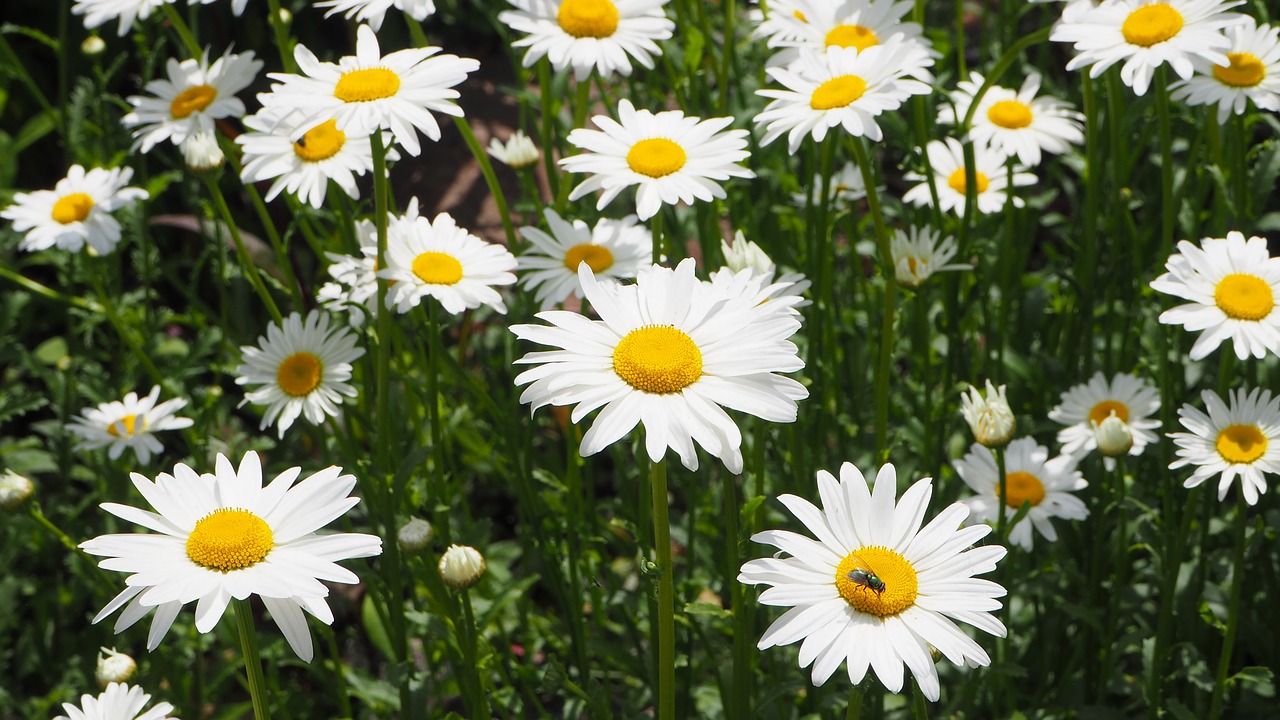 white daisies white daisy free photo