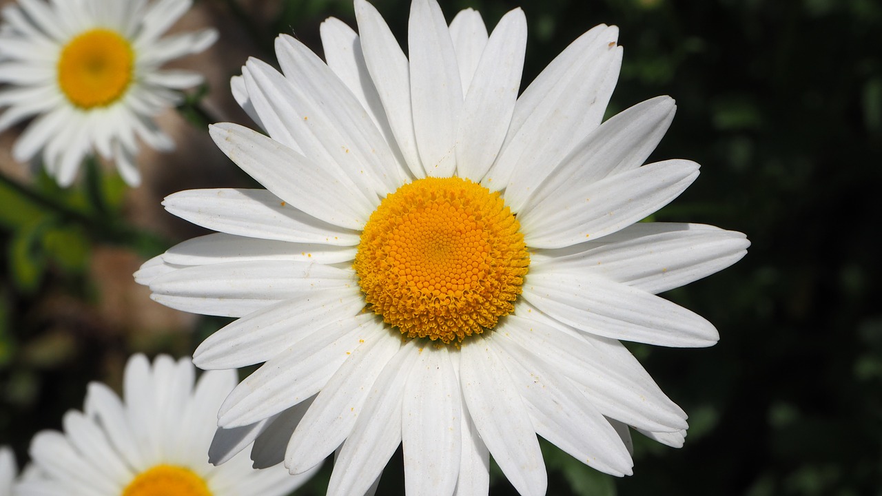 white daisies white daisy free photo