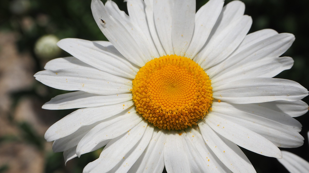 white daisies white daisy free photo