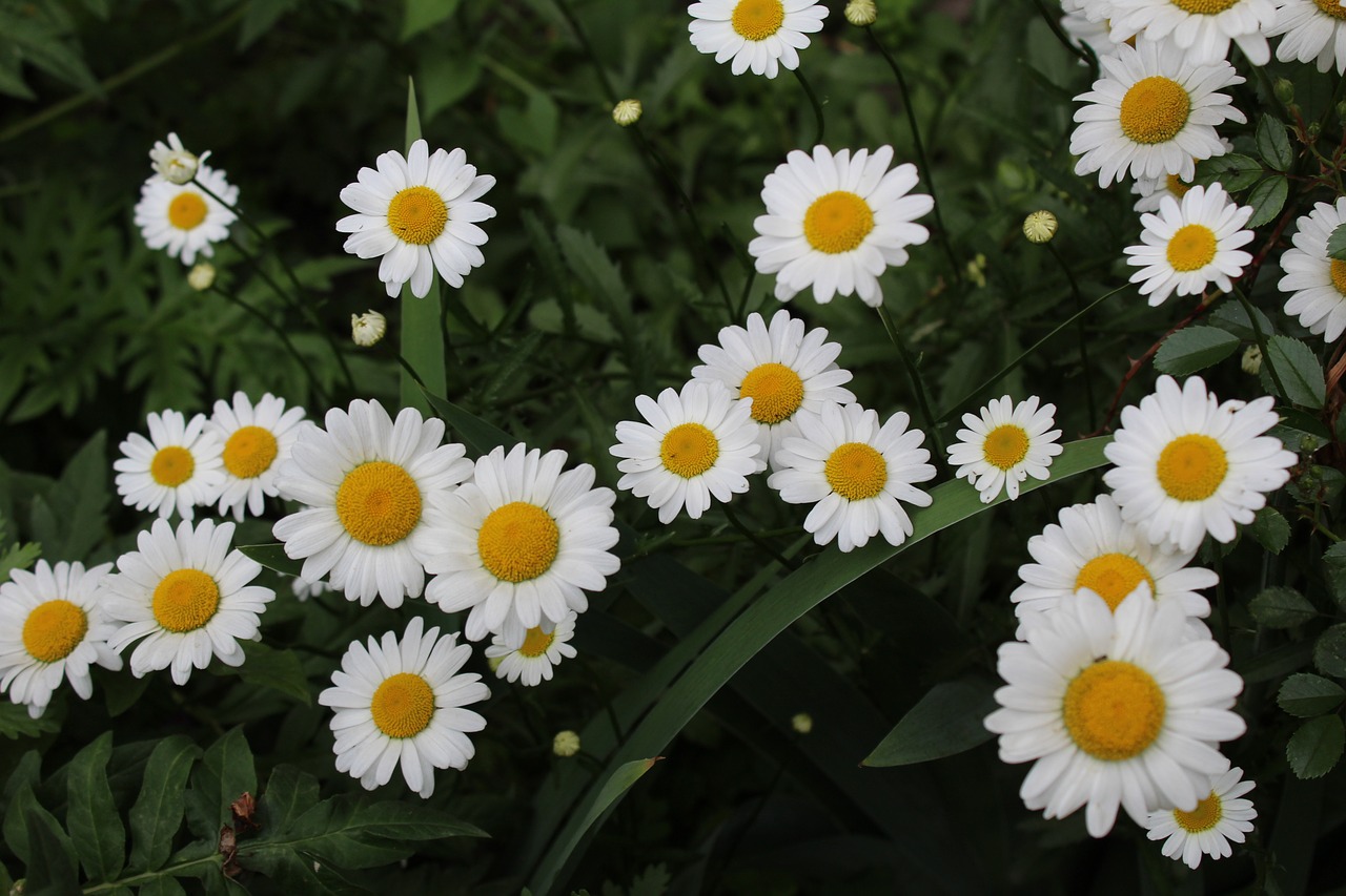 white daisies  garden  meadow free photo