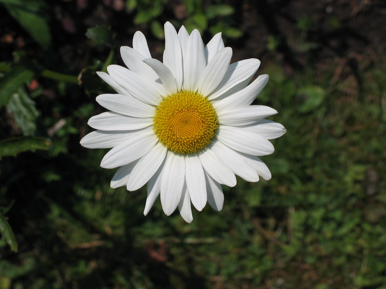 white daisy flower yellow heart free photo