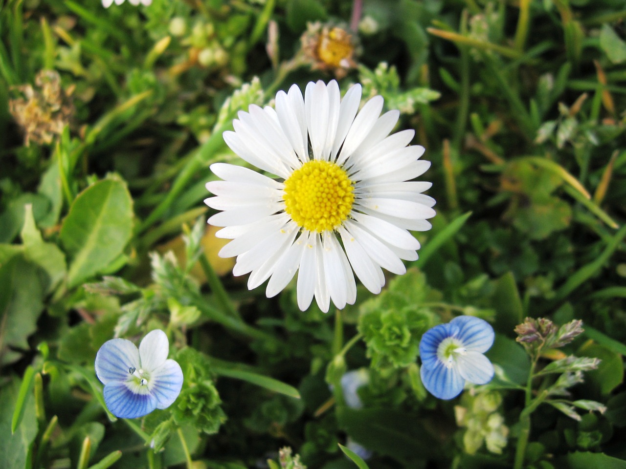 white daisy primrose flowers free photo