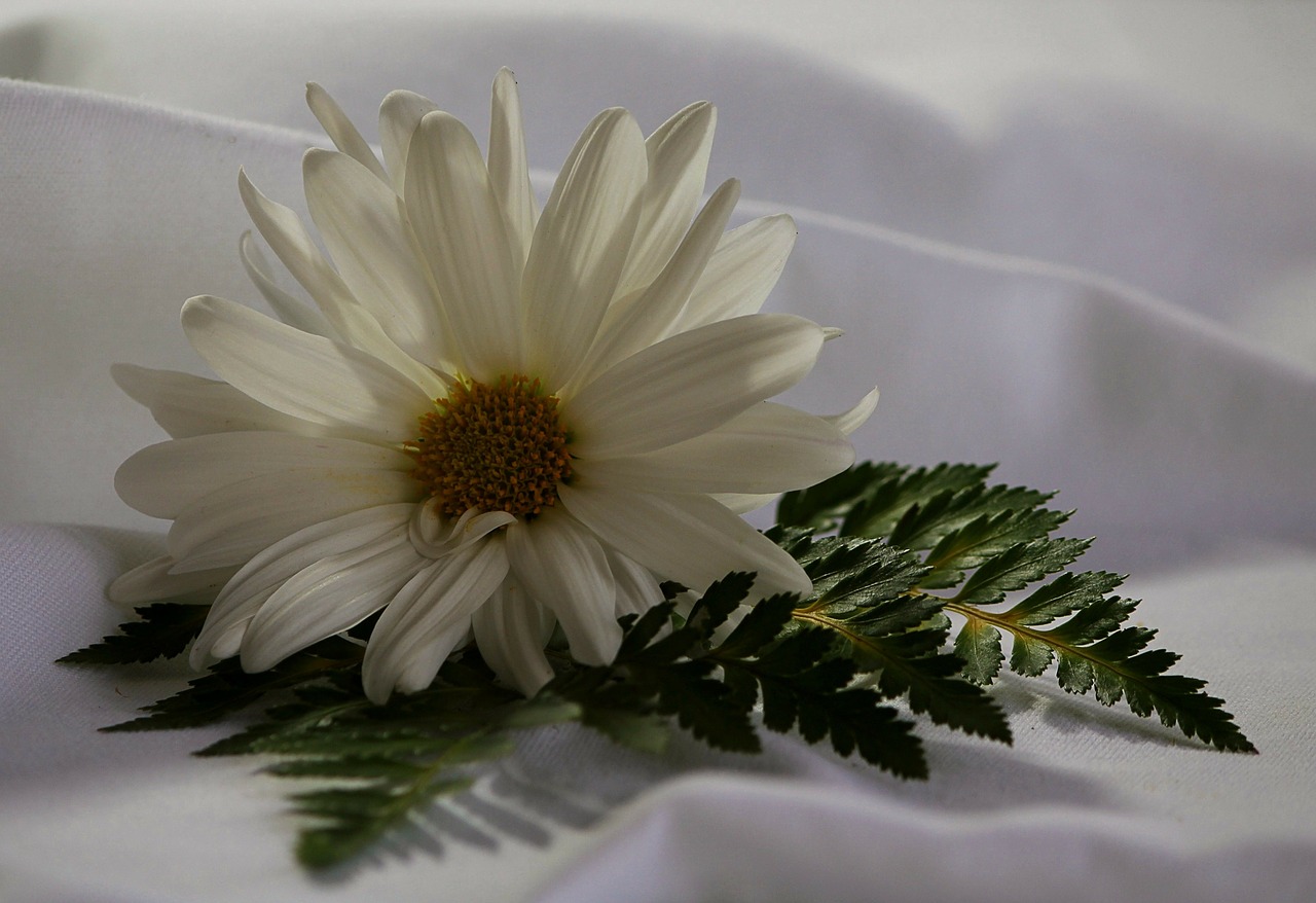 white daisy fern floral free photo