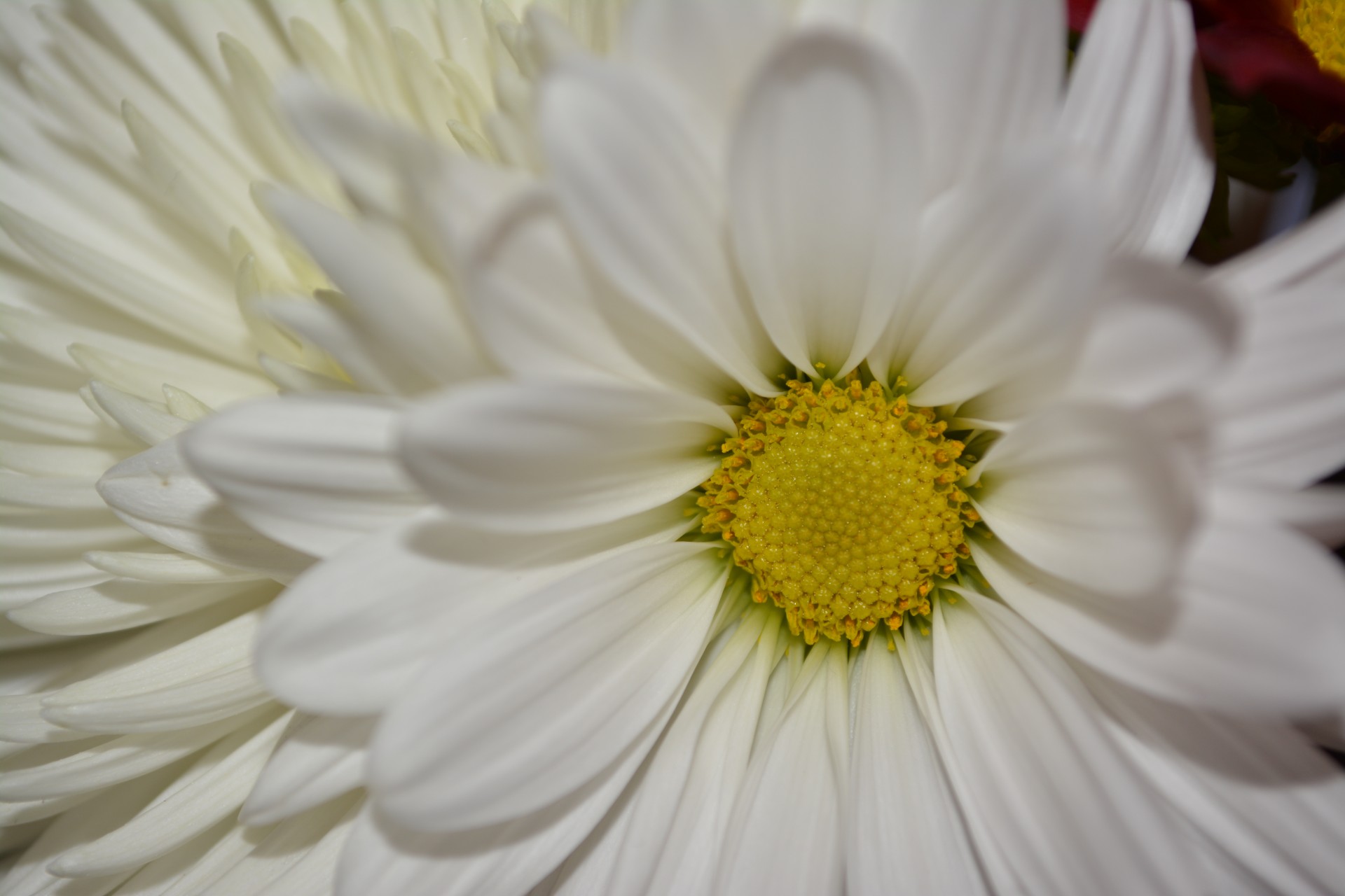 white daisies macro free photo