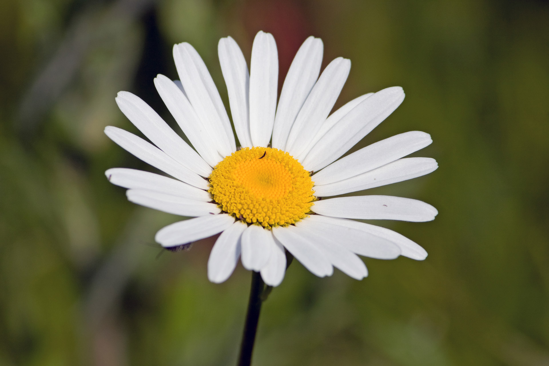 daisy flower white free photo