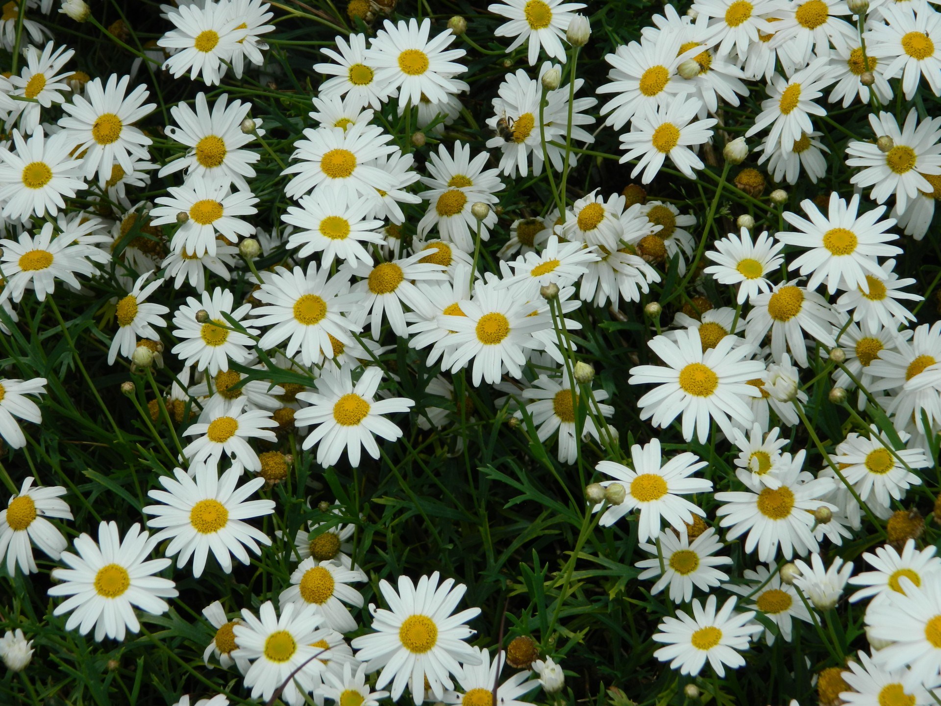 daisy daisies background free photo