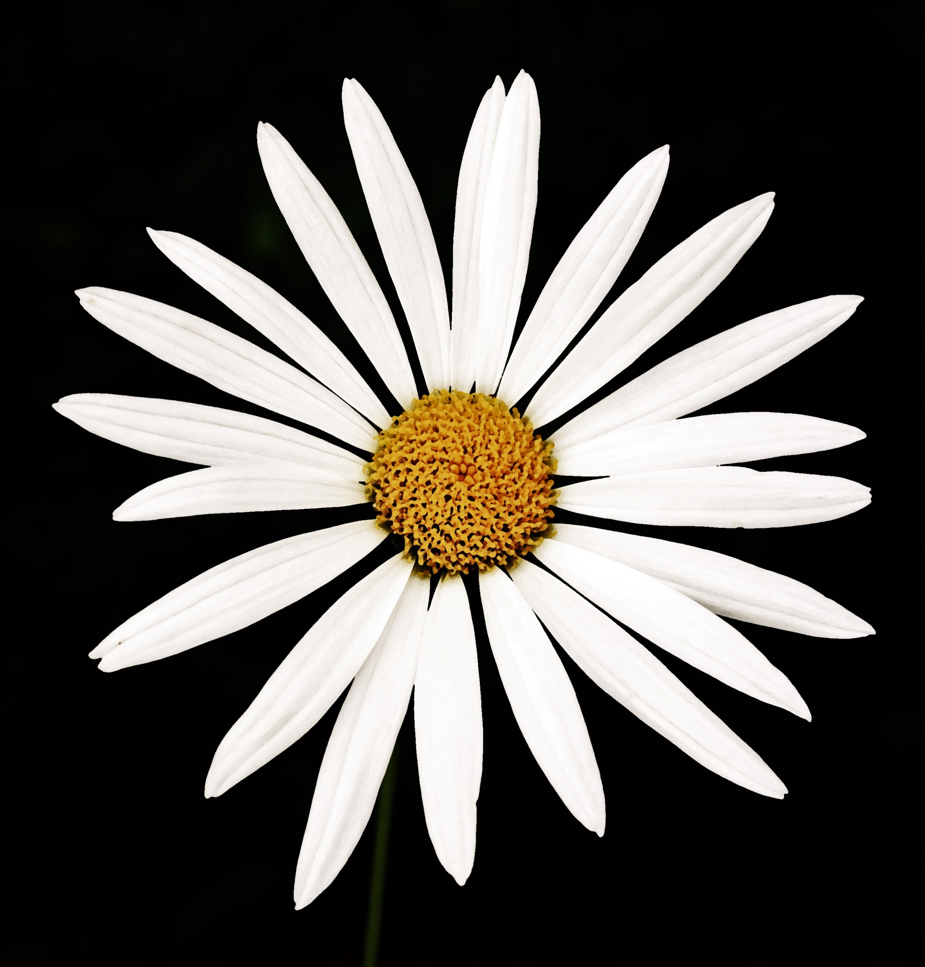 flower daisy white free photo