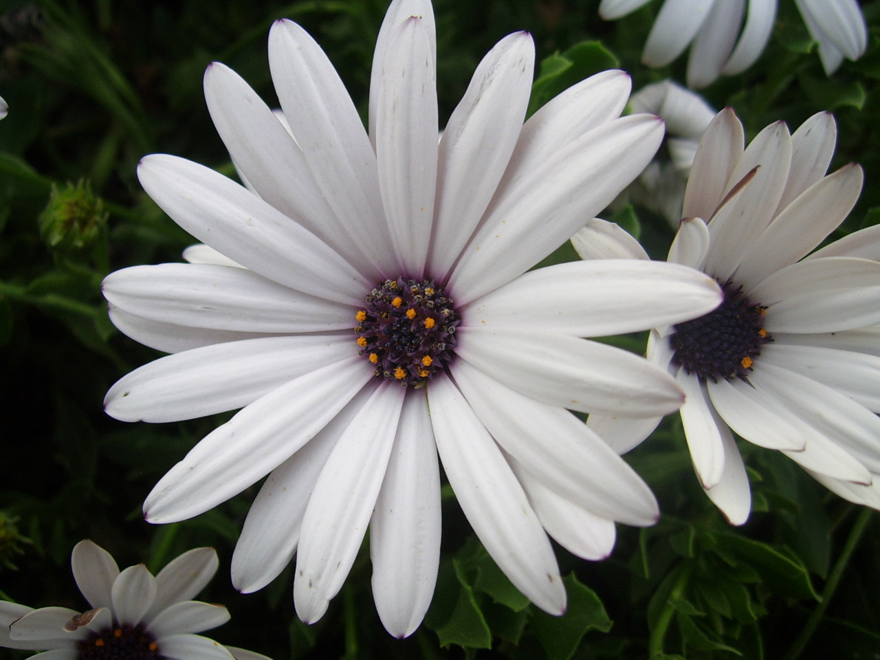 white daisy flower free photo