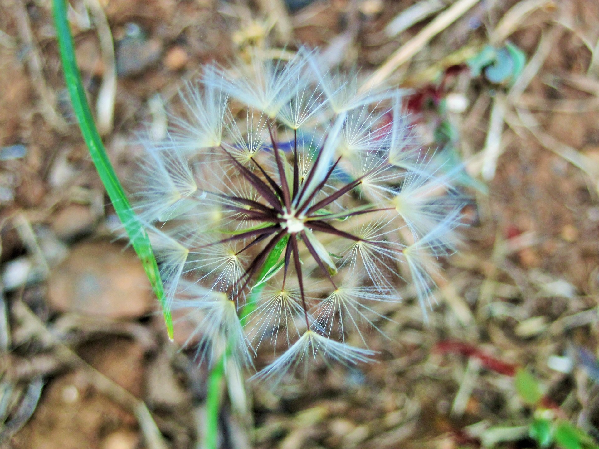 dandelion seedhead fluff free photo