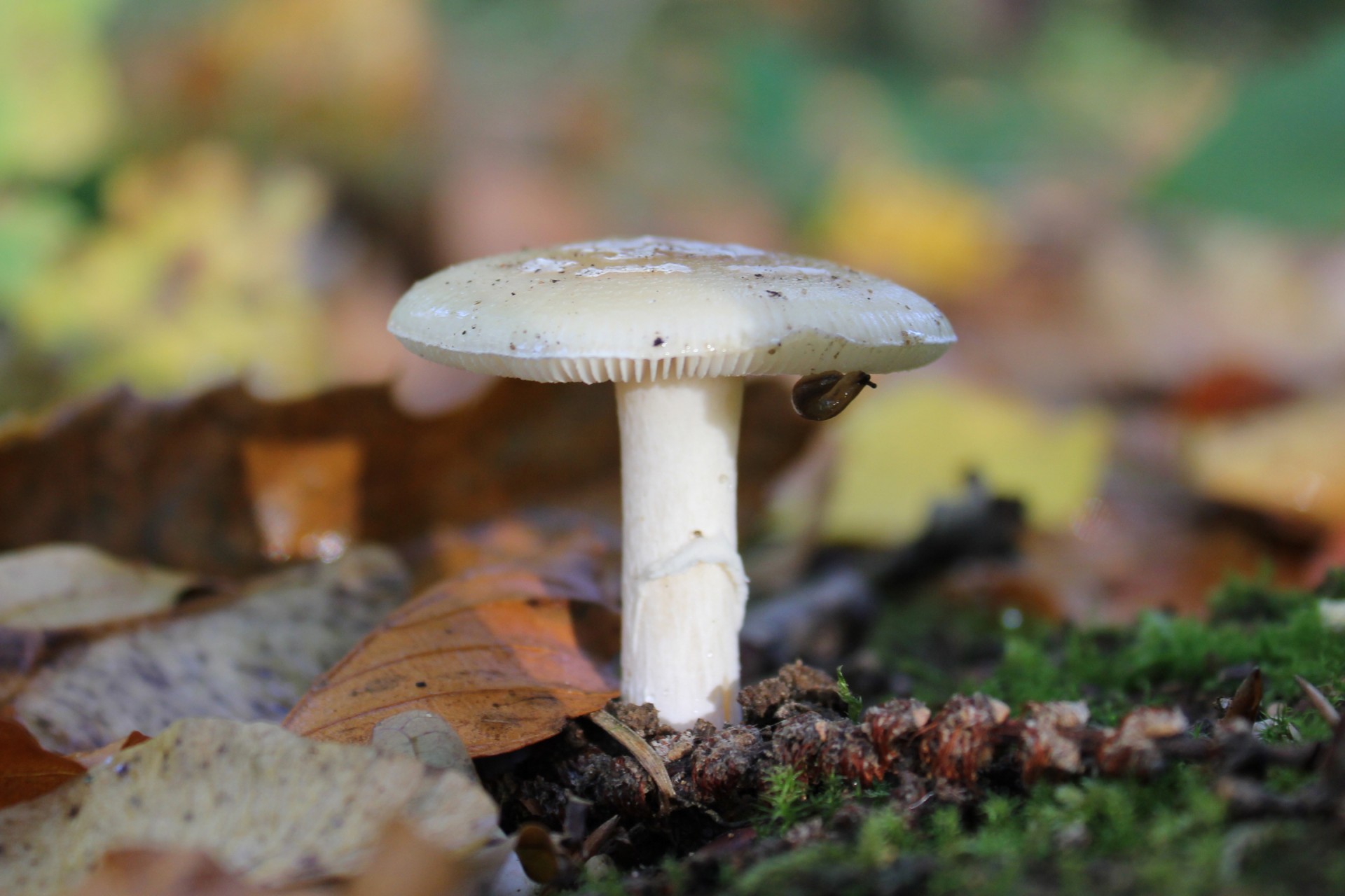 mushroom fall macro free photo