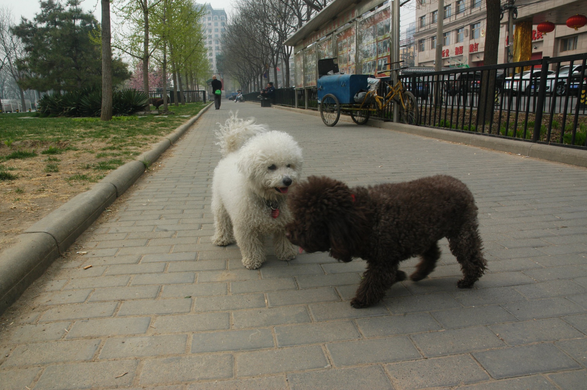 dog brown white free photo