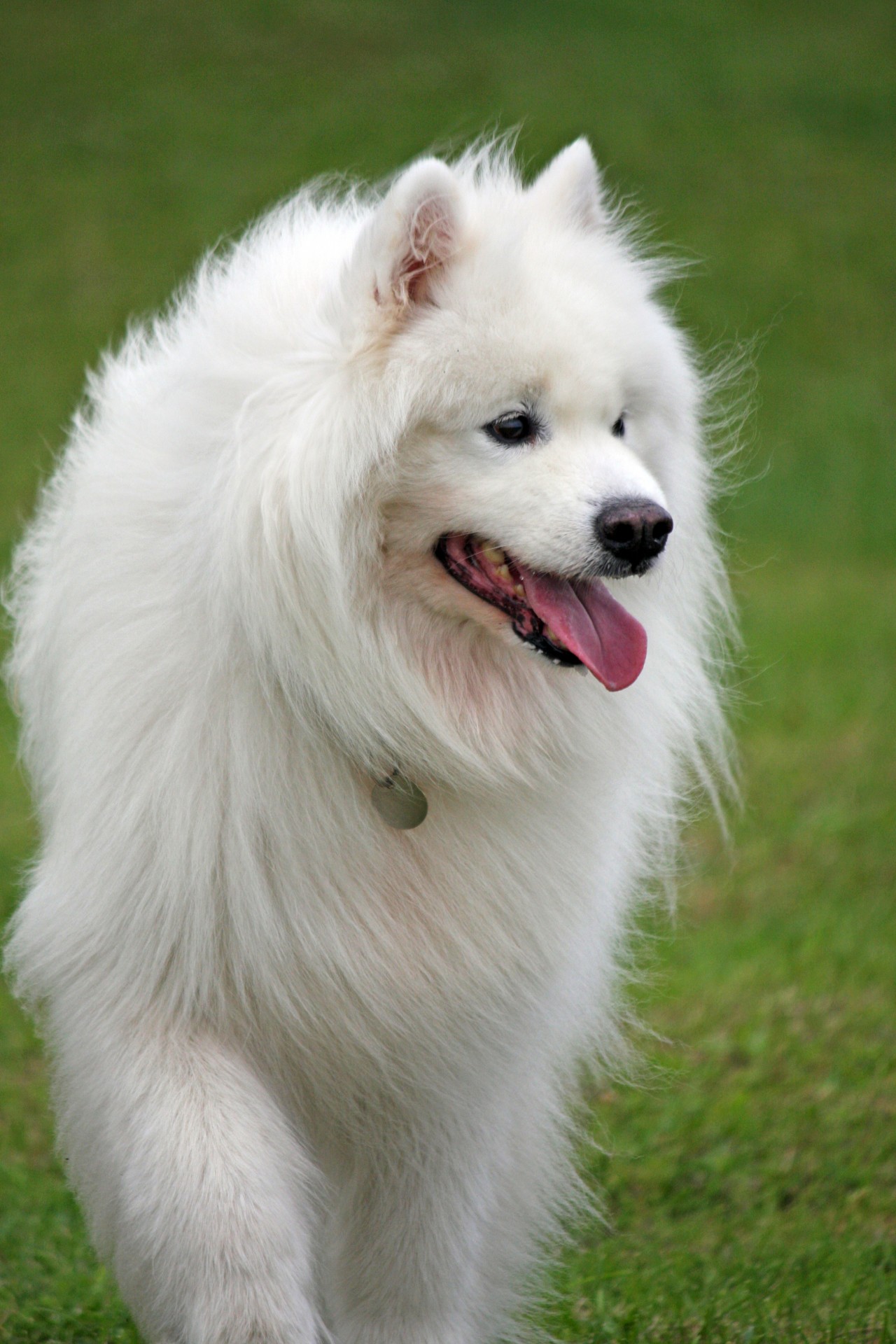 dog samoyed fluffy free photo