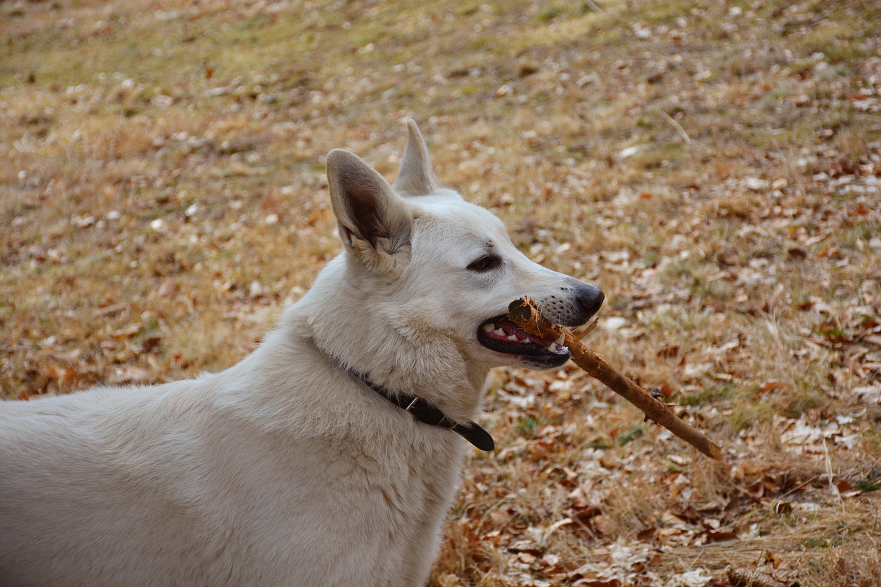 white dog pose outdoors free photo