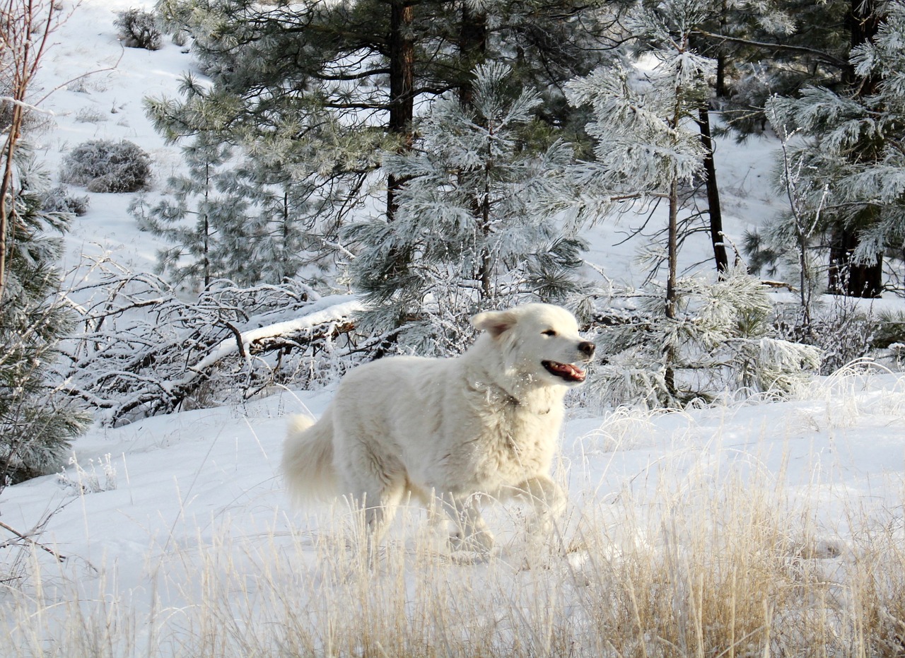 white dog dog pet free photo