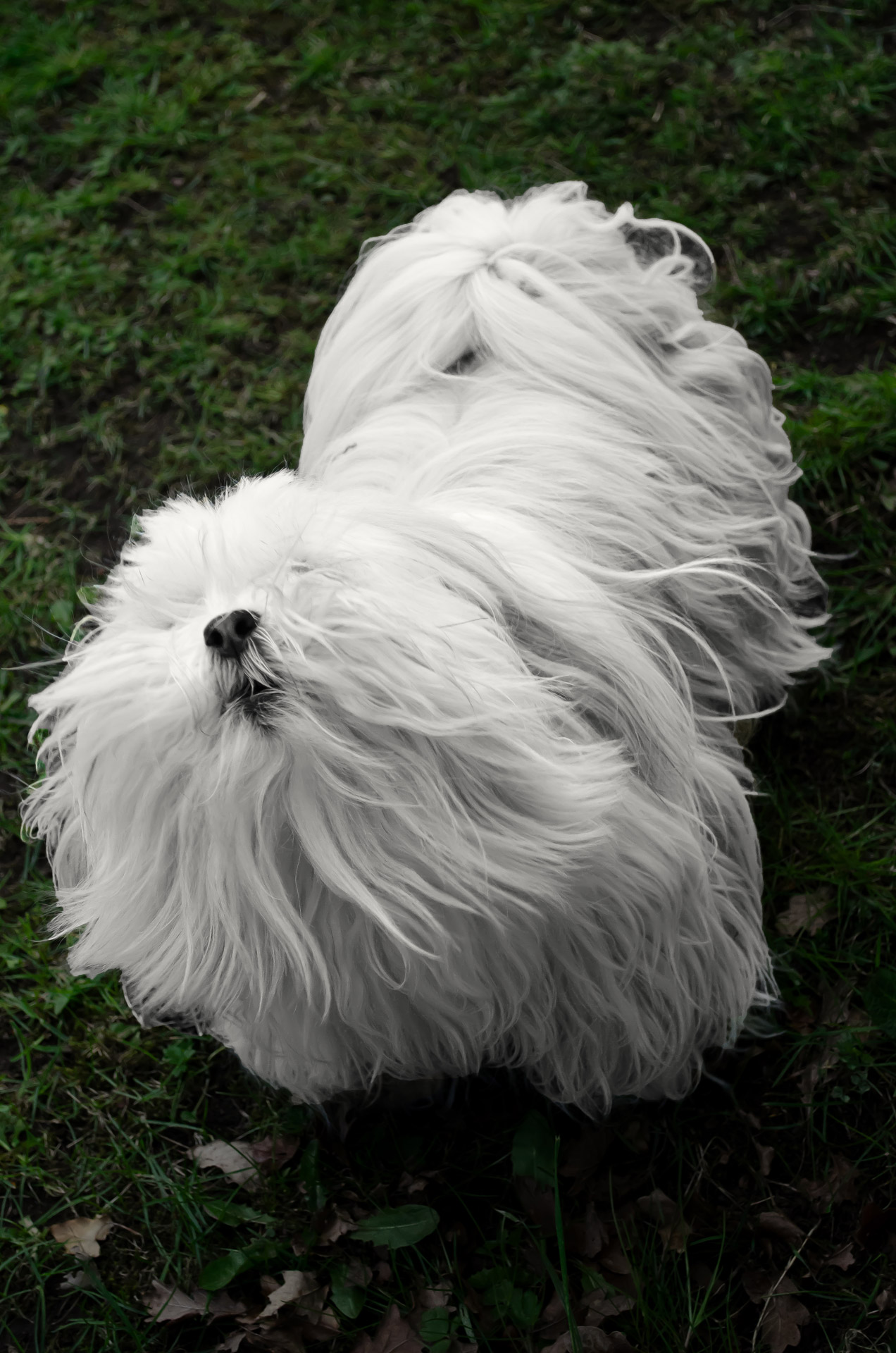 white small dog free photo