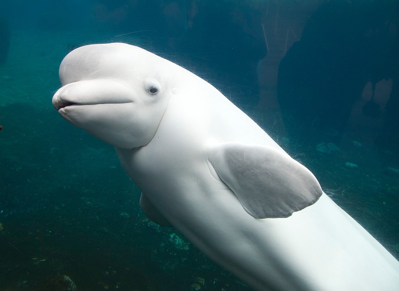 white dolphin mammal dolphin free photo